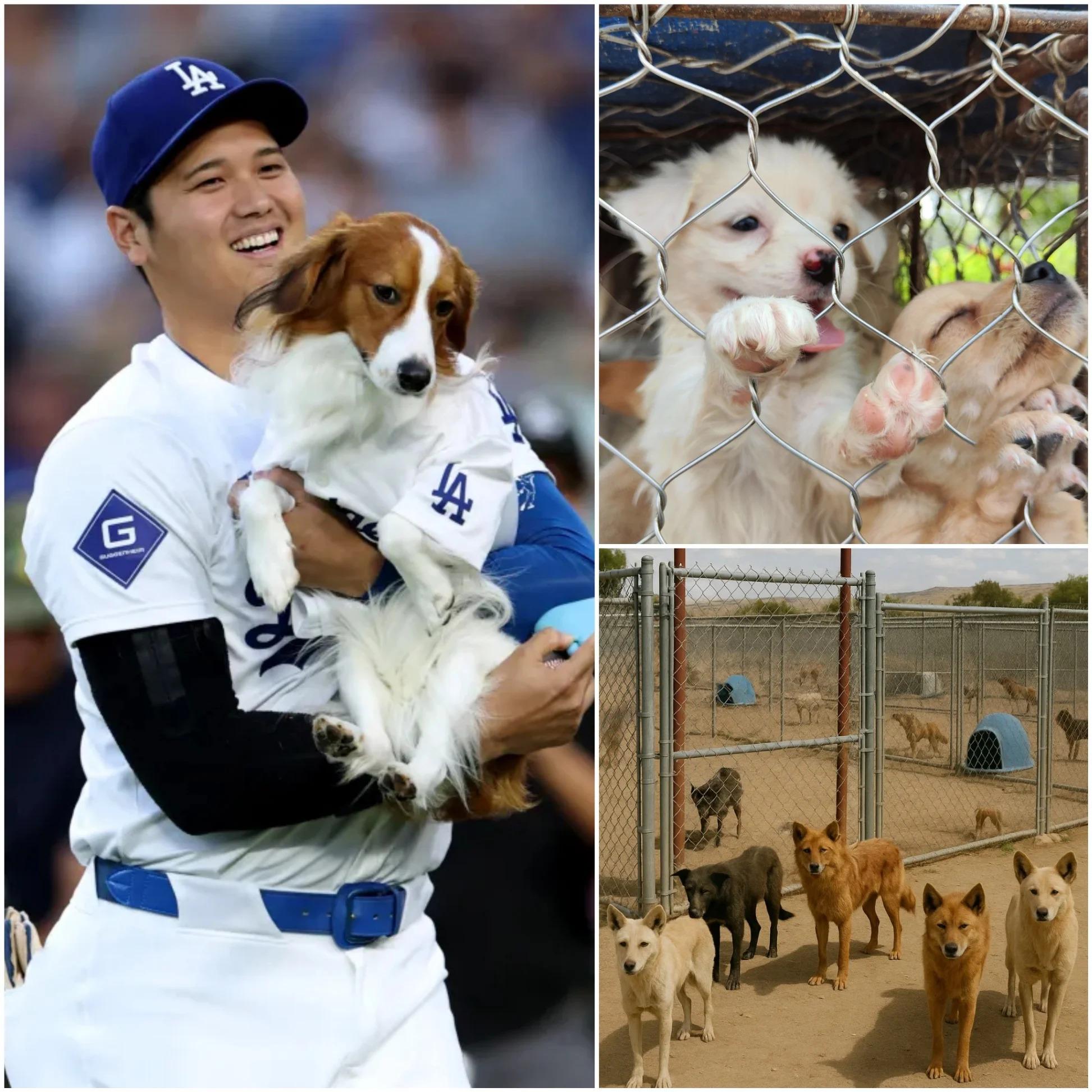 🐾 SHOCKING MOVE OFF THE FIELD: Dodgers Superstar Shohei Ohtani Donates $5 MILLION to Build “Star Haven,” a Luxury Sanctuary for Stray Dogs in California — Fans Say This Is His Greatest Victory Beyond Baseball - Luxury Blogs